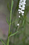 Boykin's milkwort